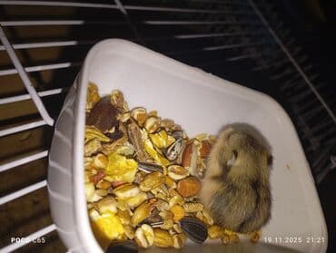 где можно купить хорька: Продаются маленькие пушистые джунгарики Хомячки ручные мальчики и — 3