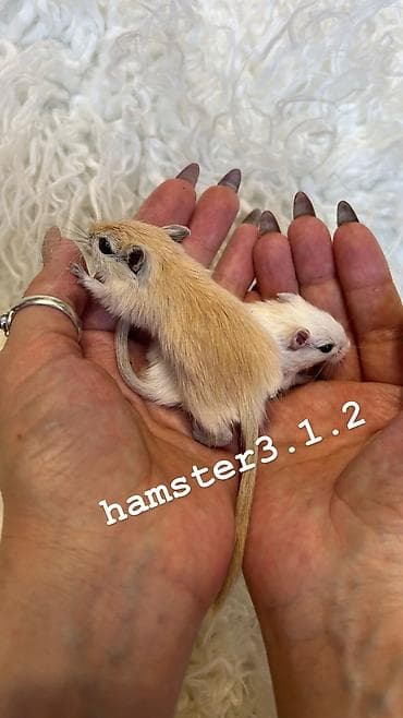 хомя: Продаются РУЧНЫЕ песчанки. От них НЕТ ЗАПАХА, как от хомячков и крыс — 1