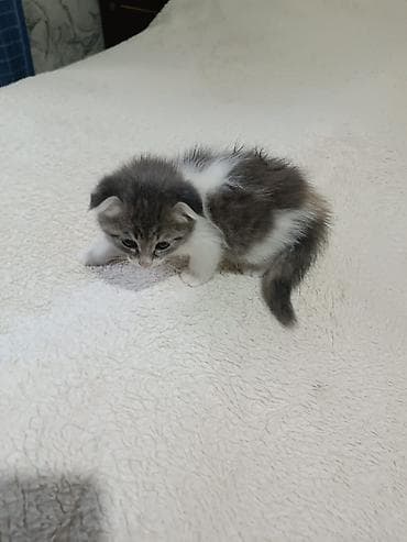 акти: Шотландские вислоухие котята (Scottish Fold) - Возраст: малышня — 2
