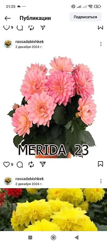 бу раковина с тумбой: Георгины — вегетативные низкорослые - Ассортимент: декоративные и — 6