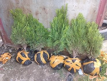 мал караганы: Туя (садовые саженцы с комом земли) - Вечнозелёные хвойные саженцы — 1