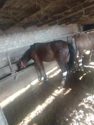 Айыл-чарба жаныбарлары: Сатам | Тай | Жумушка | Асыл тукумдуу — 5