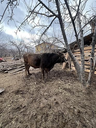 сиамская кошка цена бишкек: Продаю | Корова (самка) | Швицкая | Для молока — 2