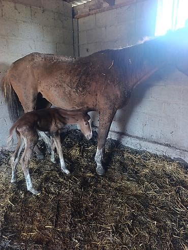 лошадка пони: Продаю | Жеребенок | Конный спорт | Племенные — 5