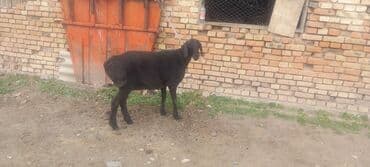 кормовая соль для животных: Продаю | Овца (самка) | Для разведения | Племенные — 1