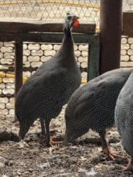 необычные животные: Цесарки — 3
