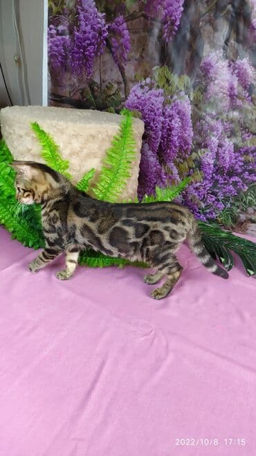 carters для мальчика: Проф питомник бен гла мур предлагает Бенгальских котят. Элитных — 2