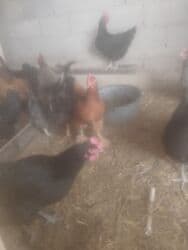 цена пшеницы в бишкеке 2022: Продаю курей 21шт. и петух. 1000 сом — 2