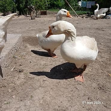 бука бык: Продаётся стая гусей породы мамуты в количестве 9 штук: 8 гусынь и 1 — 2