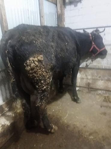 Услуги ветеринара: Продаю | Корова (самка) | Полукровка, Голштин, Алатауская | Для разведения, Для молока | Стельные, После отела, Привязанные — 3