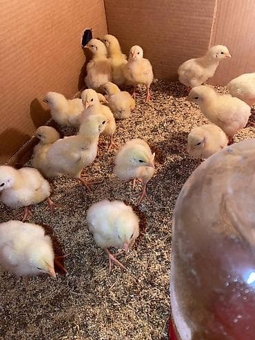 Айыл-чарба жаныбарлары: Сатам | Балапандар | Бройлер | Союуга — 4