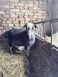 продажа щенков немецкой овчарки в бишкеке с документами: Продаю | Овца (самка) | Для шерсти, На забой, Для разведения | Кастрированные, Матка, Ярка — 7