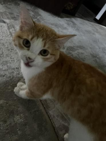 Мышык бекер берем: Эркек, Лотокко барууга үйрөтүлгөн — 1