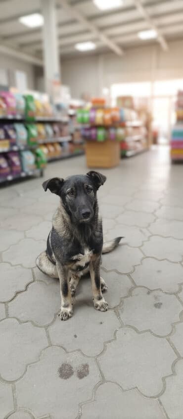 курцхаар фото цена: Бельгийская овчарка, 3 года, Самец, С прививкой — 1