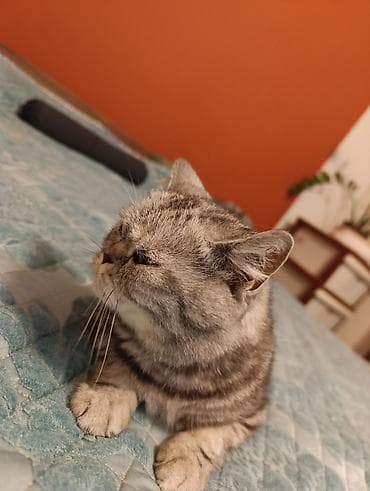 Вязка кошек: Отдам в добрые руки за символическую плату кошку порода скоттиш страйт — 1