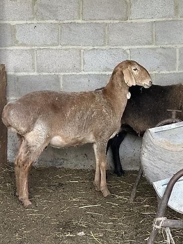 продаю куриц: Продаю | Овца (самка) | Для разведения — 2