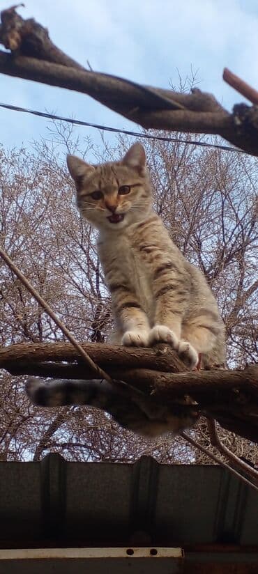 отдам хомяка в добрые руки: Кошка 12 месяцев стерелизованна ( в розовом ошейнике на фото), кошка 4 — 14