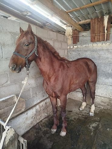 Лошади, кони: Продаю | Конь (самец) | Дончак | Рабочий | Осеменитель — 3