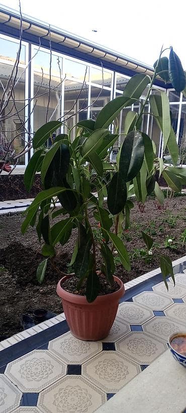 купить лимонное дерево: Фикус в горшке - Комнатное дерево с крупными кожистыми листьями — 1