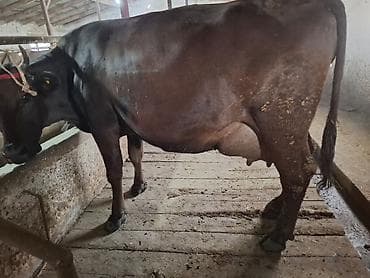 бурый швиц: Продаю | Корова (самка) | Для молока — 2