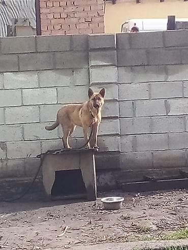Отдам даром собаку: Собака даром: Дворняжка, 8 месяцев, Самка, С прививкой — 4