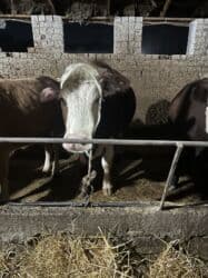 домик для животных: Сатам | Уй (ургаачы) | Симментал | Көбөйтүү үчүн | Асыл тукумдуу — 14