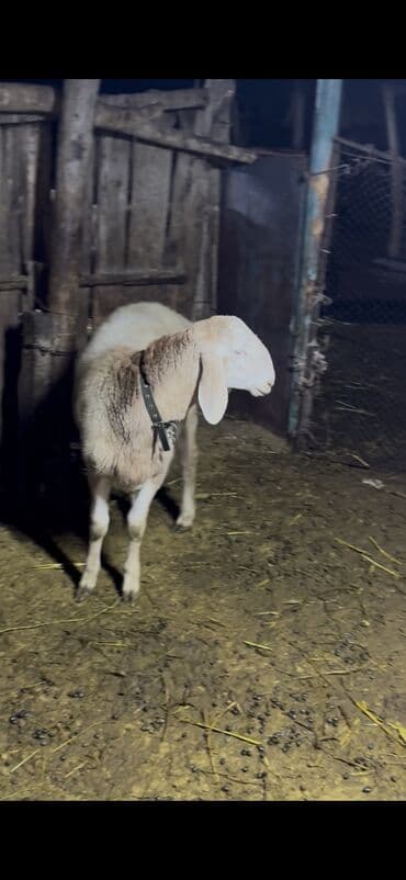 дом животных: Продаю | Баран (самец) | Для разведения | Осеменитель — 4