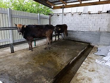 рыба маринка: Продаются две телочки . Село Красная речка.Цена договорная звонить на — 6