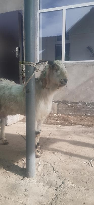 бык на забой: Продаю | Козёл (самец) | Полукровка | Для разведения | Осеменитель — 2
