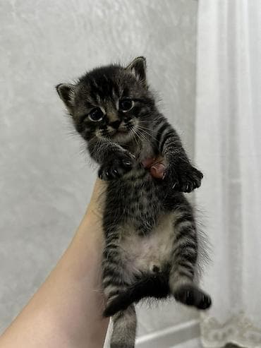 1 месяц, Мальчик, Приучена к лотку