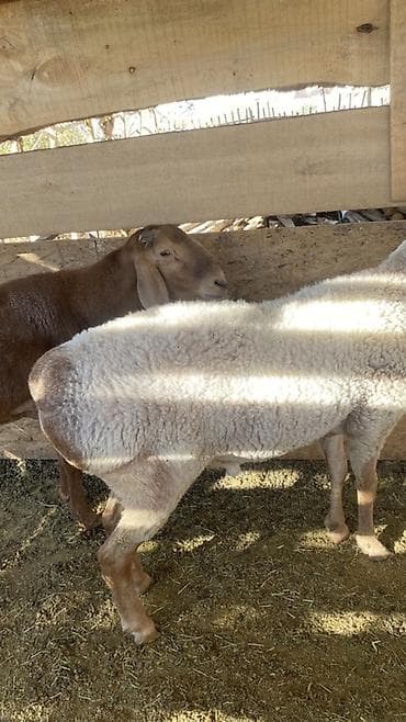 продам кента: Продаю | Баран (самец) | Арашан, Полукровка | Для разведения — 4