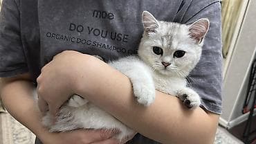 Скотиш Страйт (Шотландская прямоухая), 6 месяцев, Мальчик, Серебристая шиншилла, Приучена к лотку, Проглистована, С документами at lalafo.kg Скотиш Страйт (Шотландская прямоухая), 6 месяцев, Мальчик, Серебристая шиншилла, Приучена к лотку, Проглистована, С документами