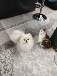 купить собаку шпица недорого: Шпиц, 1 год, Самец, С прививкой, С родословной — 18