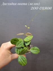 живые растения в аквариум купить: Комнатные растения, цветы (молодые растения, взрослые экземпляры). Не — 11