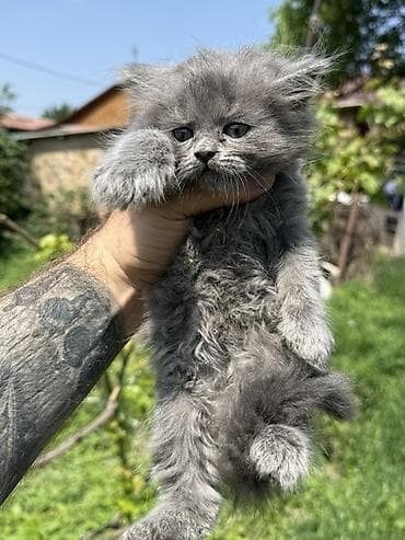 станок для гранулирования корма: Котята, пушистые комочки счастья. - Окрас: - Дымчато‑серые — 2