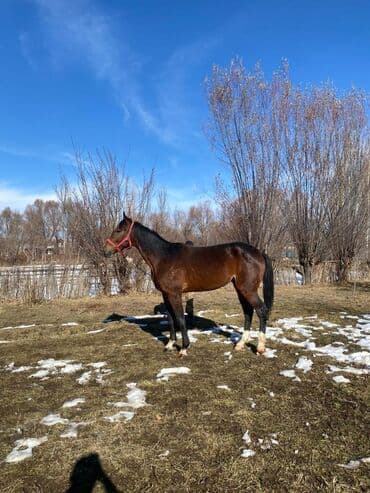 объявления о пропаже животных: Продаю | Конь (самец) | Полукровка | Конный спорт | Мерин — 3