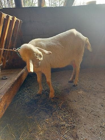 ветеринар чолпон ата: Сатам | Эчки (ургаачы) | Заанен | Сүт алуу үчүн — 6