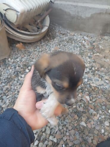 Вязка собак: Собака даром: Дворняжка, 2 месяца, Самец — 4