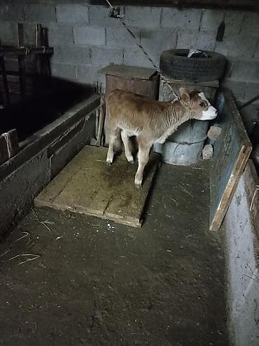 Аквариумы: Продаю | Музоо, торпок | На откорм | Искусственник — 2