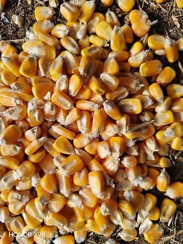 корм куры: Кукуруза, сушёное зерно в мешках - Желтое полнотелое зерно, очищенное — 2