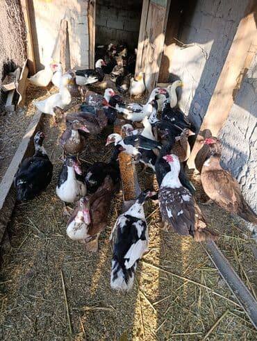 дом попугая: Селезни большие — 13