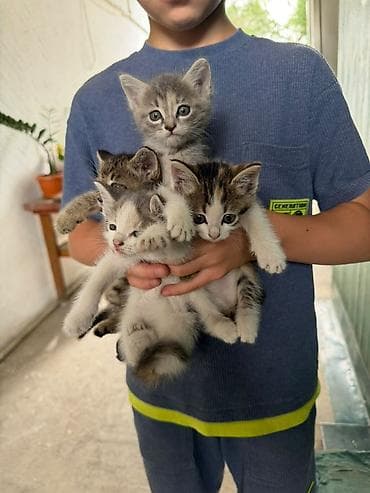 вин кот: Котята, помет из 4 малышей. - Возраст: примерно 1,5–2 месяца (по виду — 3