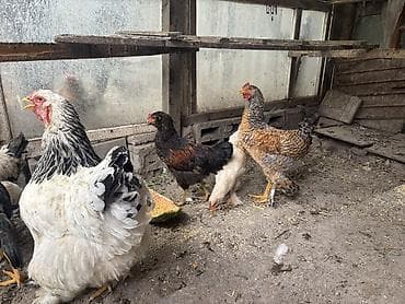 цыплята цена: Продаю цыплят, 6 штук, 4 месяца, квочка на фото не продается, цена — 2