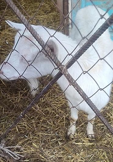 кошка скотиш фолд: Продаю | Коза (самка) | Для молока — 1