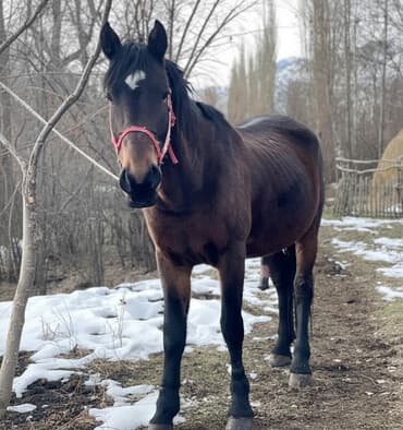 животные домашние: Продаю | Конь (самец) | Для разведения | Племенные — 1