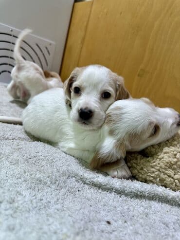 Вязка собак: Спаниель, 2 месяца, Самец — 1