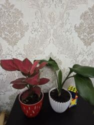 цветы каланхоэ: Сансевиерия (Sansevieria trifasciata) в декоративных горшках. - — 12