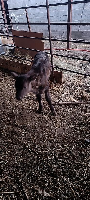 купить хорька: Продаю | Тёлка | На откорм | Искусственник — 7