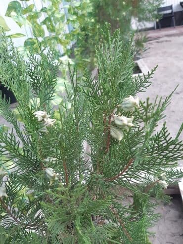 дом на иссык куле купить: 15 кв. м, Эмереги менен — 26