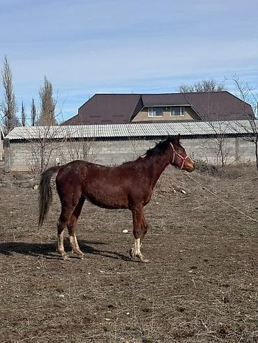 Продаю | Кобыла (самка) | Конный спорт